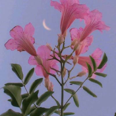 宫妃传游戏(暂未上线)v1.8.1 官方安卓版